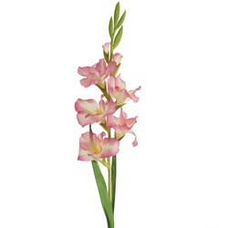 KWIAT NATU 447 85 CM FIOLETOWY