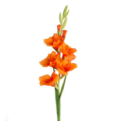 KWIAT NATU 447 85 CM POMARAŃCZOWY