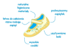 Befado - Obuwie buty dziecięce sportowe dla chłopca
